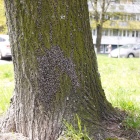 Owady na os. Tysiąclecia (1)