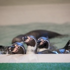 Pingwiny w chorzowskim zoo (3)