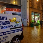 Akcja ratunkowa nietoperza (3)