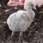 Flamingi (fot. W. Żuchowicz).