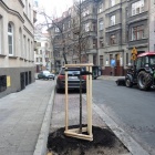 Drzewa na Drzymały Katowice (2)