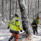 Wycinka w Katowickim Parku Lesnym (9)