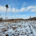 Wycinka przy ul. Gospodarczej (1)