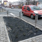 Nasadzenia przy Mikołowskiej (2)