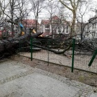 Wichura Plac Wolności (3)