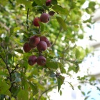 Jablonie