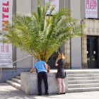 Palmy przed Teatrem Śląskim (3)