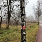 Wycinka w Dąbrówce Małej (2)
