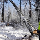 Wycinka w Katowickim Parku Lesnym (12)
