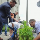 Rewitalizacja zieleńców w Katowicach