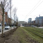 Nasadzenia na al. Korfantego (5)