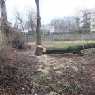Wycinka drzew ul. Lipowa Katowice (2)
