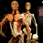 Body World (19)