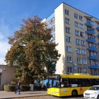 Drzewo przy Sokolskiej (2)