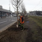 Sadzenie drzew na al. Korfantego (3)