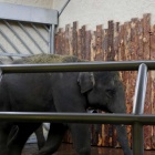 slonie-w-slaskim-zoo-2