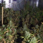 Plantacja marihuany w pralni (3)