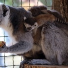 Lemury, Śląski Ogród Zoologiczny (2)