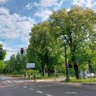 Kasztanowce wytypowane do wycinki na rogu al. Korfantego i ul. Karłowicza