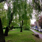 Koszutka (4)