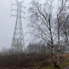 Wycinka w Dąbrówce Małej (3)
