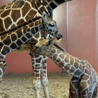 Lilo - nowa żyrafa w Śląskim Ogrodzie Zoologicznym (4)