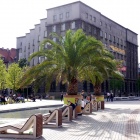 Palmy na Rynku (7)