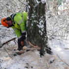 Wycinka w Katowickim Parku Lesnym (7)