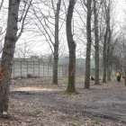 Wycinka drzew przy ul. Pośpiecha w Katowicach (3)