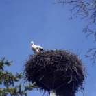 Bociany w Zarzeczu (5)