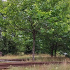 Platany przy ul. Grundmanna (2)