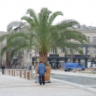 Palmy 7