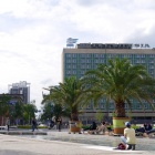 Palmy na Rynku (2)