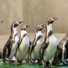 Pingwiny w chorzowskim zoo (6)
