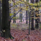 Kostuchna morderstwo (3)