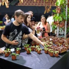 Festiwal roślin owadożernych (16)