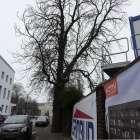 Wycinka kasztanowców przy ul. Raciborskiej (4)