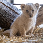 Małe lwiątka w Śląskim Zoo. Fot. W. Bielatowicz (2)