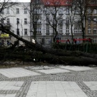 Powalone drzewo Plac Wolności