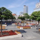 drzewa na pl. Kwiatowym (5)