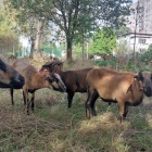Owce na Brynowie (1)