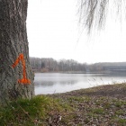 Drzewa do wycinki Dolina Trzech Stawów (5)