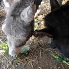 zywa-szopka-zoo