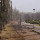 Wycinka w Parku Śląskim (6)