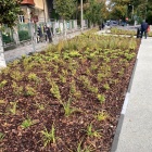 Zielony skwer w centrum Katowic (3)