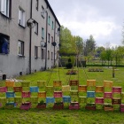 Ogród społeczny na Cynkowej (5)
