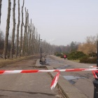 Wycinka w Parku Śląskim (5)