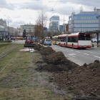 Nasadzenia przy al. Korfantego (4)