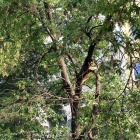 Złamany konar drzewa (3)