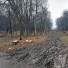 Wycinka w Parku Śląskim (1)